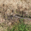 Weeding Artifact Uprooting Weeding Tool Steel Weed Puller Garden Tool 4 Teeth Dual Purpose Weeder Remover