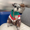 Designer Dog Clothes Winter Dog Apparel Classic Lettering Pattern Warm Soft Dog Hoodie Windproof Cold Weather Pet Coat