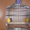 Nest Quail Bird Cage Accessories Feeder Playground Perches Metal Bird Cage Protector Maisons Et Habitats Habitat Decorations