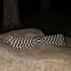 CAMPINGSKY Paracord 2mm Reflective Rope 3 Strand Core Outdoor Camping Cord Parachute Cord Lanyard Tent Multifunction