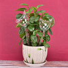 1pcs Plant Self Watering Globe Plants Water Bulbs Bird Shape Clear Glass/plastic Watering Device