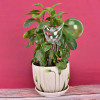 Plant Self Watering Globe Plants Water Bulbs Bird Shape Clear Glass/plastic Watering Device