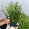 Fake Greenery Home Decoration Simulation Single Dandelion Indoor Simulation Plant Wall Simulation Green Onion Outdoor Decor