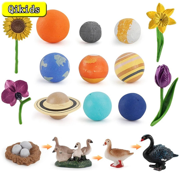 Simulation Cosmic Planet Model Animals Growth Cycle Flower Butterfly Chicken Life Cycle Action Figures Educational Kids Toy Gift