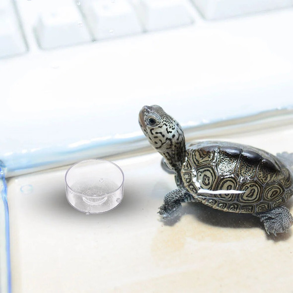 10 Pcs Reptile Dishes Terrarium Water Tray Pet for Food and Decorative Bowl Acrylic Household