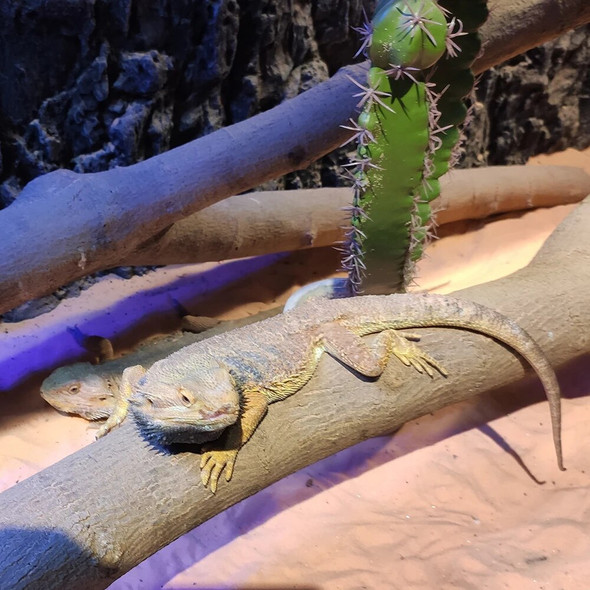 5~45W 110V 220V Warm Pads For Terrarium Reptiles Pet, With Temperature Controller Heat Mat