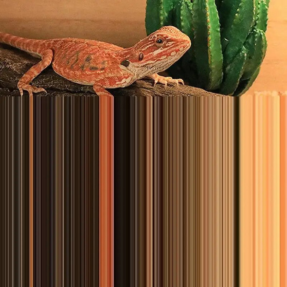 Reptile Hide Large Caves Reptile Hideouts Cave Habitat Shelter Decor For Snakes Turtle Lizards Fish Amphibians Small Animals