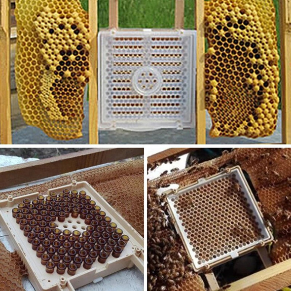 Bee King Queen Rearing Complete Kit Plastic Multifunctional Queen Breeding Box Queen Cell Cup Holder Beekeeping Tools Supplies