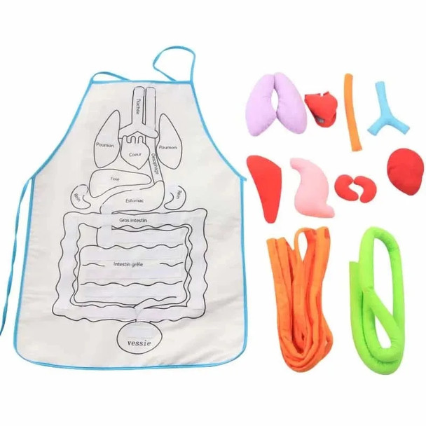Organ Teaching Apron Anatomy Apron Human Body Educational Insights Home Apron Aids Toys For Children Body Teaching