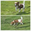 Sparky Pet Co Dog Fence ReCEIVER Medium Nylon Receiver Strap 3/4" 2 Hole Raspberry