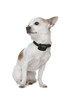 Eyenimal Rechargeable Static Miniature Dog Bark Control Collar Nanobark 9 lbs