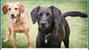 PetSafe 4-1" Nylon Dog PetSafe-Standard-Bark-Control-Collars BC-100
