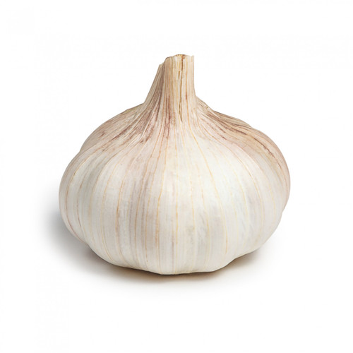 Garlic Bulbes