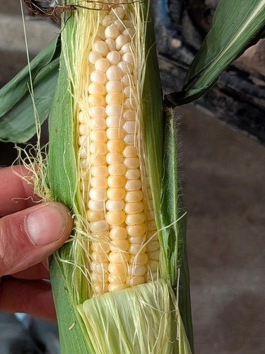 Fresh Sweet Corn