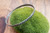 Urchin Bangle