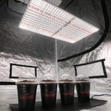 Gambit Growing seed starting grow cups filled with soil and humidity domes, placed under a full spectrum LED grow light inside a reflective mylar grow tent for early plant propagation