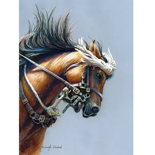 Waler With Flyveil Canvas Print 55 x 40