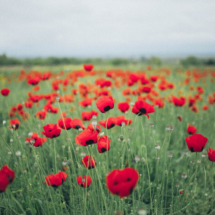 In Flanders Fields In Flanders Fields