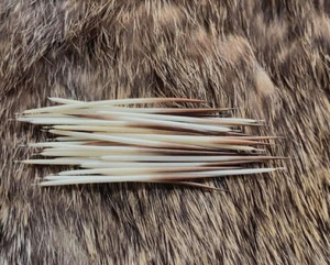 Porcupine Quills for Crafts & Jewelry
