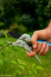Persona usando tijera de podar tipo yunque para cortar rama seca en el jardín Persona usando tijera de podar tipo yunque para cortar rama seca en el jardín