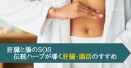 肝臓と腸のSOS～伝統ハーブが導く肝臓・腸活のすすめ