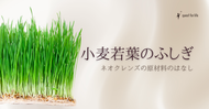 小麦若葉のふしぎ～ネオクレンズの原材料のはなし
