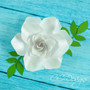 Small Gardenia Paper Flower Template