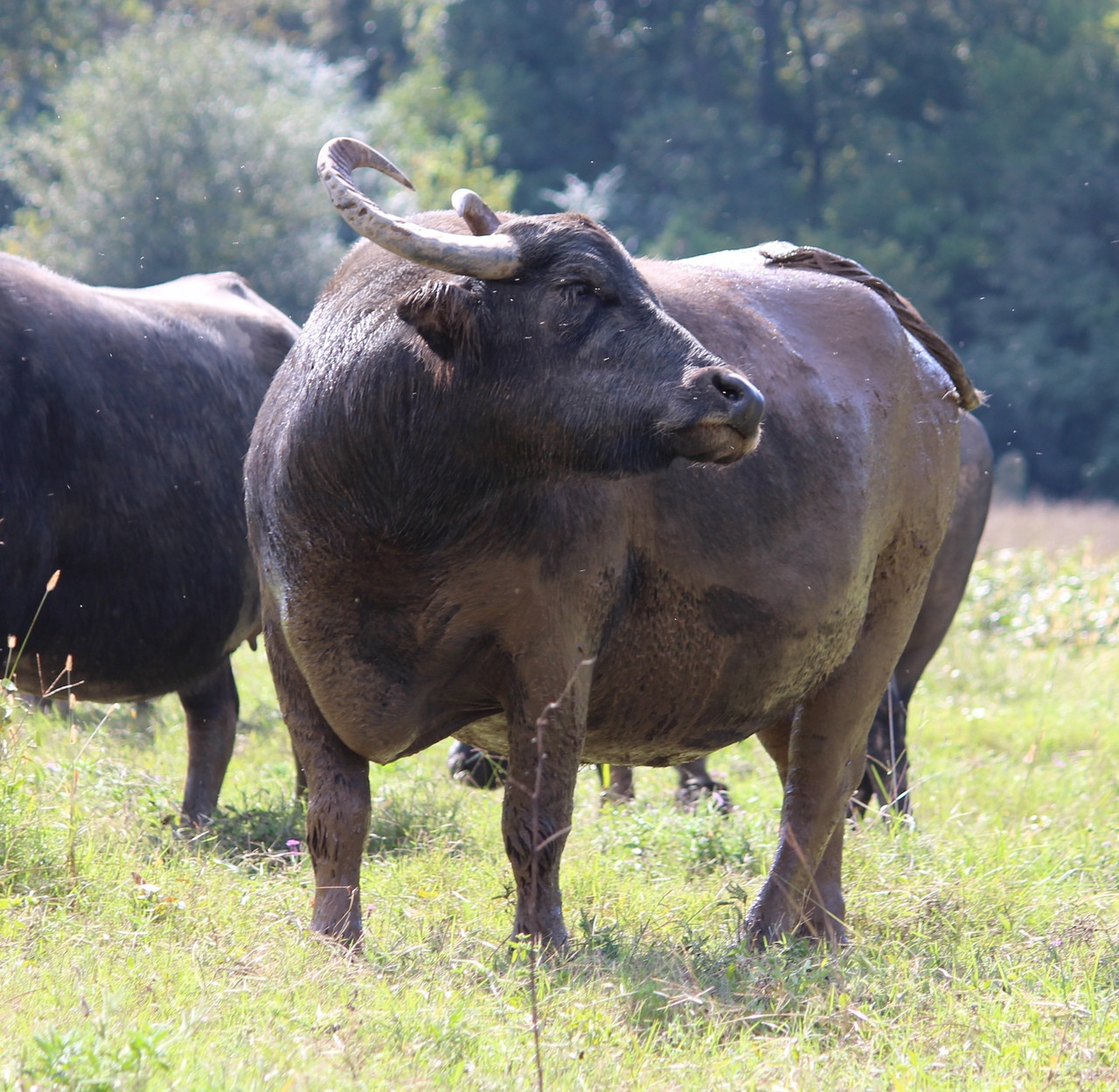 Grassfed Water Buffalo Meat Bone Stock Sausages NonGMO Farm