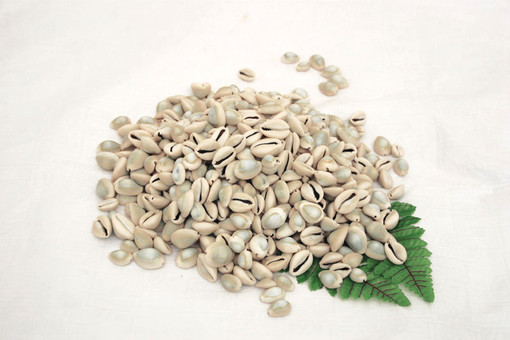 Kenyan Cowrie Shells: Uncut - 1 Kilo Bag