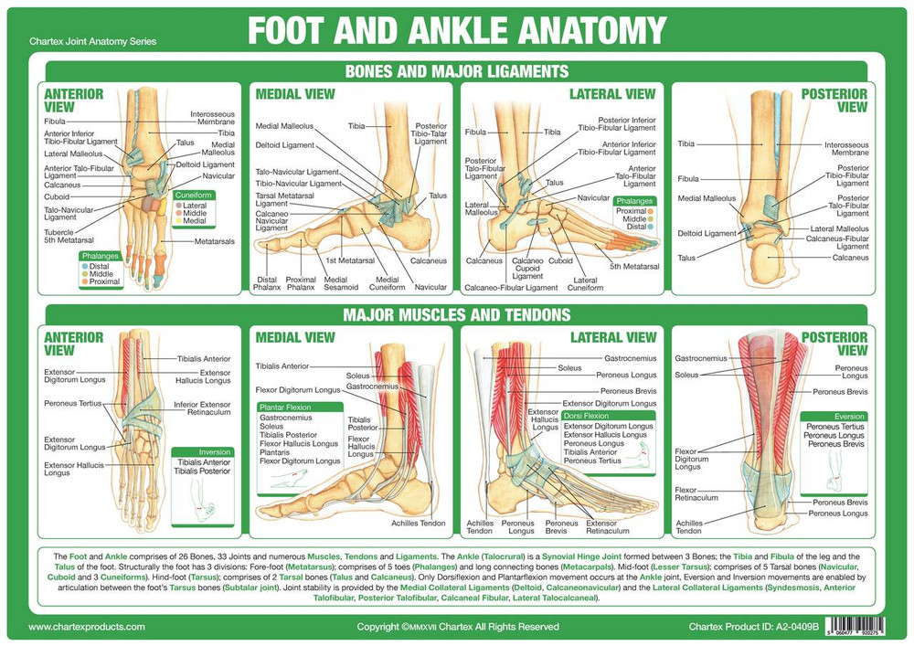 M6027 Foot Ankle Anatomy Podiacare Ltd