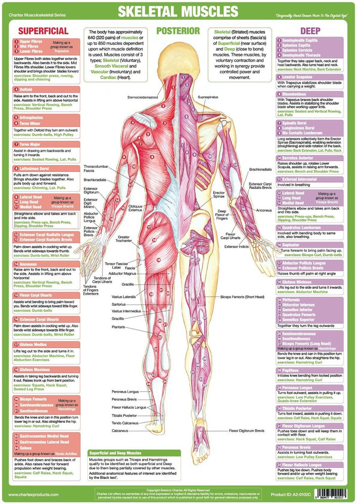 Right Shoulder Anatomical Chart