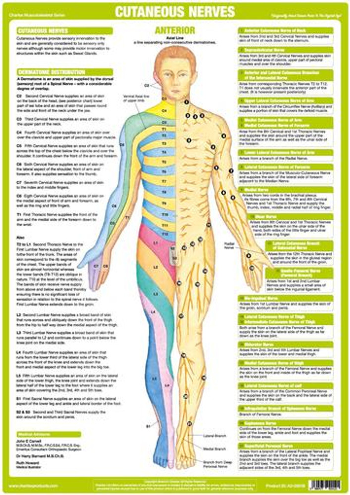 Dermatome Distribution Chart