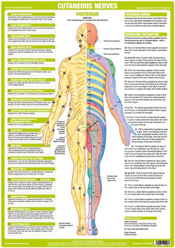 Nerve Root Dermatome Chart