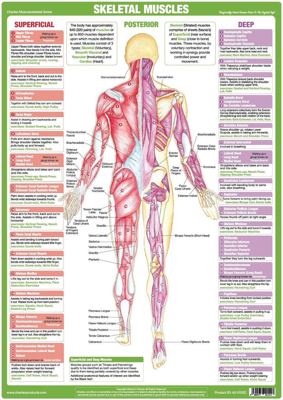 lower-limb-nerves-posterior-podiacare-ltd