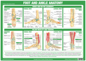 Foot & Ankle Anatomy Foot & Ankle Anatomy