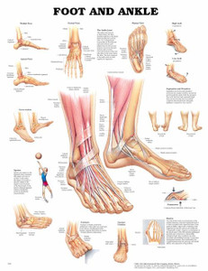 M6016 - FOOT AND ANKLE POSTER M6016 - FOOT AND ANKLE POSTER
