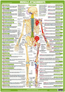 Muscle Attachments Posterior
