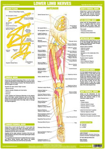 Lower Limb Nerves - Anterior View Lower Limb Nerves - Anterior View