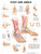 M6016 - FOOT AND ANKLE POSTER
