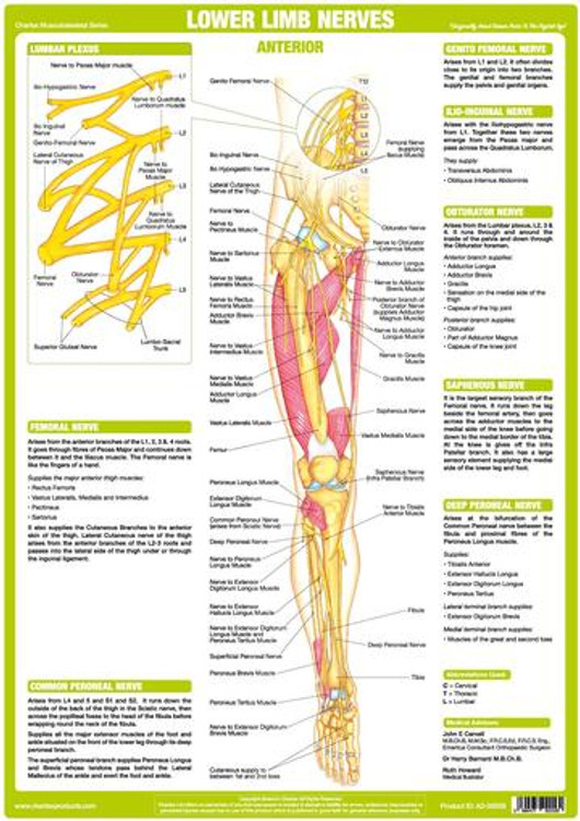 Lower Limb Nerves Anterior - Podiacare Ltd