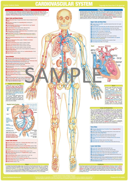 M6044 - THE ANATOMY OF THE CIRCULATORY SYSTEM