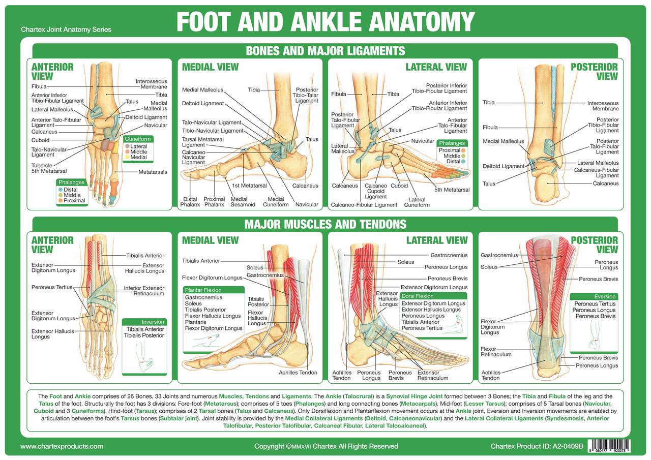 M6027 Foot Ankle Anatomy Podiacare Ltd