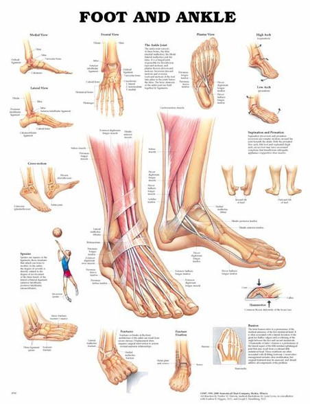 健康・医学 Anatomy of the Foot and ankle VF1176L__44415.1699000717.490.