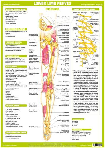 Lower Leg Muscle Chart