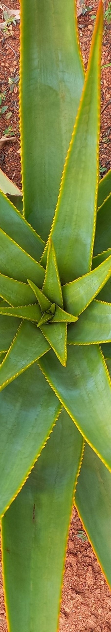 aloe-plant-vertical.jpg