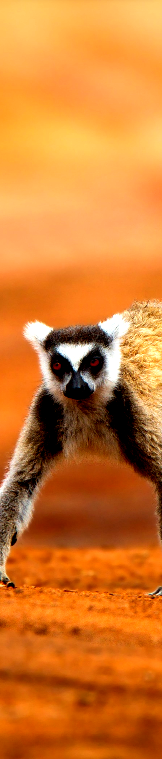 lemur-vertical.png