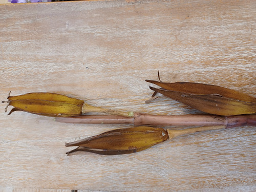 Sala Seed Spray Brown