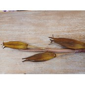 Sala Seed Spray Brown