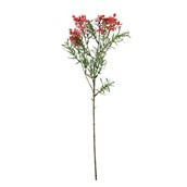 Essential Broom Bloom - Pink