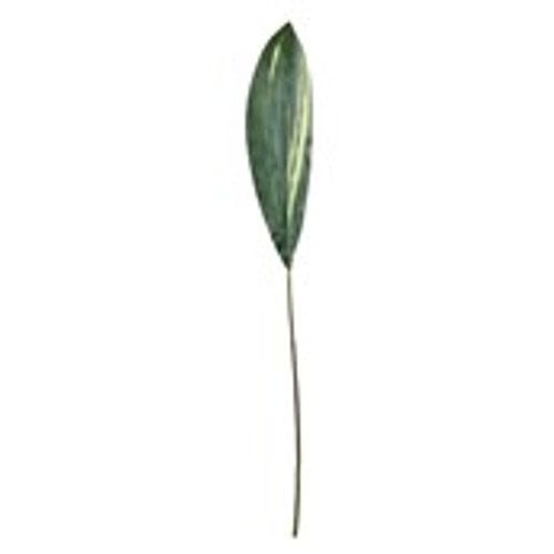 Aspidistra Spray - 130cm